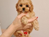 Korean Maltipoo yavrularımız