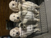 Standart Poodle
