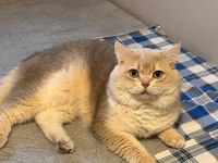 ÜCRETSİZ SAHİPLENDİRME KEDİLERİM