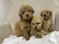 Maltipoo Kapıda Ödeme ve Kredi Kartı İmkânı Mevcuttur