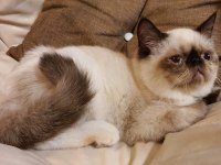 Safkan Exotic Shorthair Blue Point Dişi L