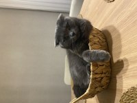 British Shorthair Mazluma Yuva