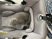 Son iki yavru british shorthair