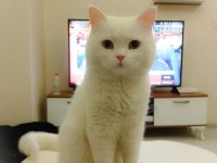 Ücretsiz olarak verilecek british shorthair kedilerim