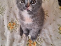 Scottish Fold Ve British Shorthair Yavruları Özel Renkler