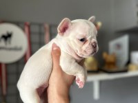 LİLAC TAN PLATİNİUM DİŞİ YAVRU FRENCH BULLDOG