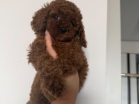 A kalite toy poodle