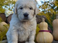 Golden Retriever Adrese Teslim Kapıda Ödeme Yapabilirsiniz