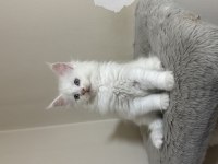 Beyaz saf kan maine coon yavruları xxl