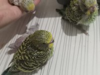 Muhabbet Kuşu Yavruları El Besleme Jumbo