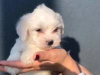 MALTESE TERRIER YAVRULAR