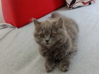 British longhair bebişim hazir