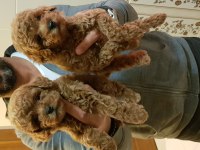 İstanbul Köpek Üretim Çiftliğinden Toy Poodle Yavrular
