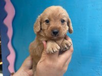 1 aylık Maltipoo yavrularımız