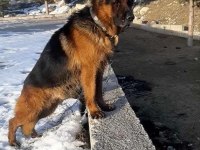 Safkan erkek alman çoban köpeğimiz