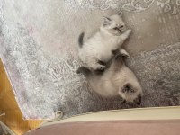 2 aylık blue point british shorthair