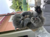 1 Aylık British Longhair Yavrular
