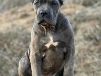 Profesyonel üretim çifliğinden cane Corso kapıda ödeme