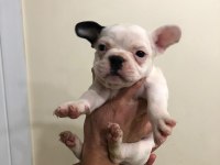 55 günlük french bulldog