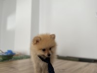 Sevimli Irk Pomeranian Boo