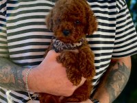 Dark Brown Kore Poodle Bebekler