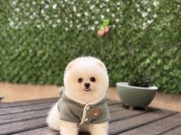 Sağlık Ve Irk Garantili Pomeranian