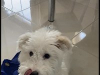 5 aylık erkek terrier white eğitimli