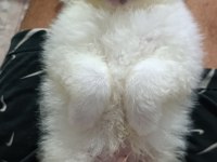 Pomeranian Erkek Ve Dişi Yavrularımız