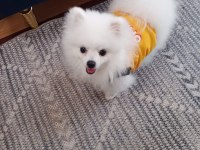 POMERANİAN BOO ERKEK KARNESİ VAR