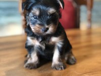 Ankaranın en güzel tea cup yorkshire terrier leri