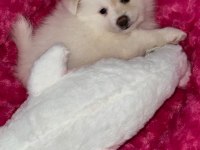 Pomeranian spitz köpeğimiz