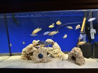 4-9 cm aralığında karışık malawi ciklet 17 adet