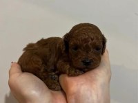 kORE RED BROWN SAFKAN TOY POODLE YAVRULAR