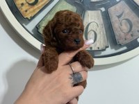 TOY POODLE YAVRULARI DİŞİ