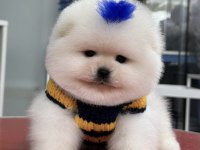 Pomeranian Boo Orjinal Irk Garantili Aşılar Tam