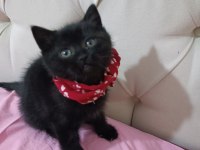 Siyah yeşilgözlü erkek 3 aylık Adana bombay