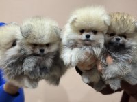 Petmode köpek çiftliğinden  tea cup teddy pomeranian