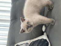 Yavru british shorthair yeni yuvasına hazır