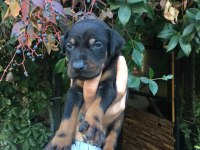 SECERELİ DOBERMAN YAVRULARIM