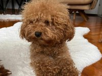 KORE YAVRUSU A KALİTE TEACUP RED BROWN TOY POODLE YAVRULAR