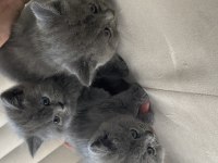 Gri renk british shorthair dişi