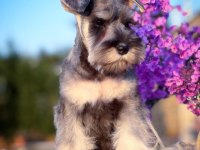 FCI şecereli Miniature Schnauzer