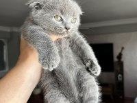 2 Aylık Scottish Fold