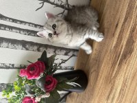 British shorthair kedim