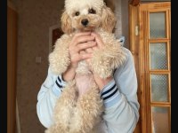 Yetişkin Toy Poodle Dişi Köpeğimiz