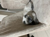 Aşıları tam scottish fold
