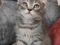 Sevimli scottish fold oğlumuza yuva arıyoruz