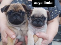 Pug Mops Bebekler