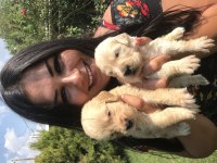 Baby face golden retriever yavrularım