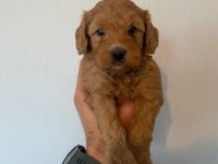 Orjinal ırk maltipoo yavrular sağlık garantili teslim